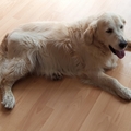 honden foto 