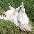 honden foto 
