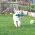 honden foto apporteren