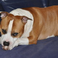 honden foto 