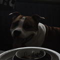 honden foto 