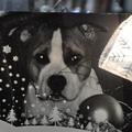 honden foto Mo op de kerstkaart