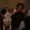 honden foto 