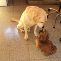 honden foto onze 13 jarige Max verwelkomt onze nieuwe lhasa BO
