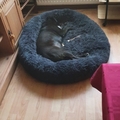 honden foto 