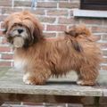 honden foto Bo lhasa apso