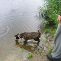 honden foto 