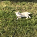 honden foto 