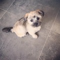 honden foto Tommy voor het eerst getrimd! 