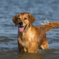 honden foto 
