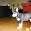 honden foto Toen misty nog een kleine misty was!!

