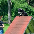 honden foto 