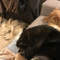 honden foto 
