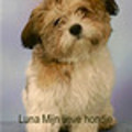 honden foto 