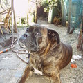 honden foto boefke ge waart ne echte boef!!
mis u jonge