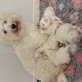 honden foto 