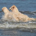 honden foto 