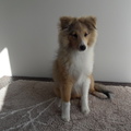 honden foto 