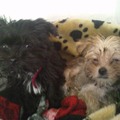 honden foto Onze nieuwe bewoners. De twee zusjes Kyra (zwart) en Sascha (blond), hier 8 en halve week oud. Beide driekwart Yorkshire, wat de andere kwart is weten we nog niet.