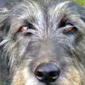 honden foto hallo ben ik niet knap, ik snap gewoon niet dat Oslo, de buurhond niet verliefd genoeg is op mij.