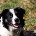honden foto Dit is Bentley, Kruising Border collie /sheltie... ( zou je niet zeggen he??)

