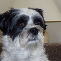 honden foto 