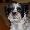 honden foto 