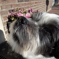 honden foto 