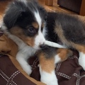 honden foto 