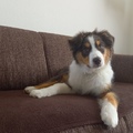 honden foto 