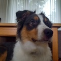 honden foto 