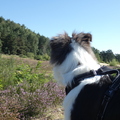 honden foto 