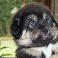 honden foto 