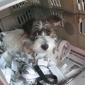 honden foto Onze Griek Pepper onderweg naar Nederland!