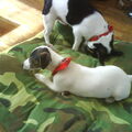 honden foto flip en roos net 3 dagen samen, flip 7 maanden roos 12 weken.2 jack russells, t gaat harstikke goed, wij zijn een grote hond gewend( picardische herdershond)
wat een schatjes en wat zegt men over jack russell, nee hoor gezellig druk, maar absoluut geen  adhd!!!!!!
leuk, hondjes die klein zijn maar wel groot van karakter! 