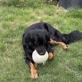 honden foto 