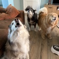 honden foto 