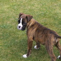 honden foto jarko's eerste kennismaking met onze tuin :-)