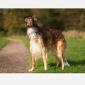 honden foto Dialga 3 jaar oud, foto voor zijn verjaardag :) 