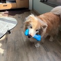 honden foto 