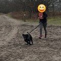 honden foto 