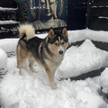 honden foto Blue in de Sneeuw , hij vond het fantastisch 