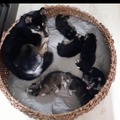 honden foto Mama Kaea met haar 6 prachtige pups, die huiselijk bij mij zijn opgegroeid.