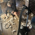 honden foto Het verharen, dat hoord erbij!