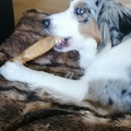 honden foto 