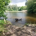 honden foto 