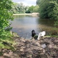honden foto 