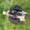 honden foto Remi 10 jaar