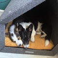 honden foto 