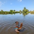 honden foto 
